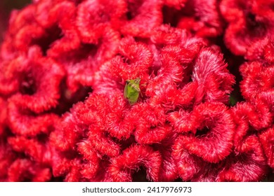 A tiny green beetle if feeding with the nectar of a tropical red flower