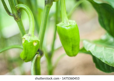 A tiny green bell pepper in the process of growth is affected by pests and insects in the garden.