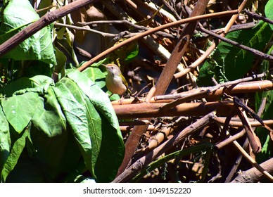 Tiny green bird