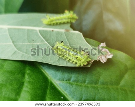 Tiny green caterpillars with pointed hairs cling to leaves.