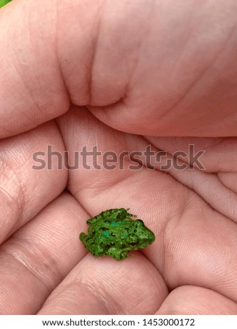 tiny green frog being held in a hand - looking away from camera