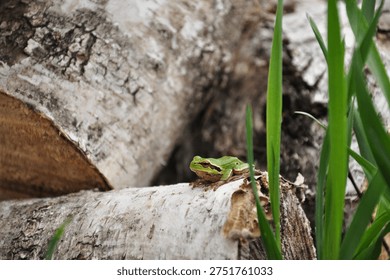 A tiny green frog blends into birch tree bark while resting among cut logs. Close-up nature scene with woodland textures, soft light and fresh spring grass in natural habitat.