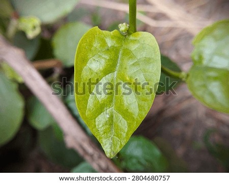 Tiny green leaf with a heart shape in the garden