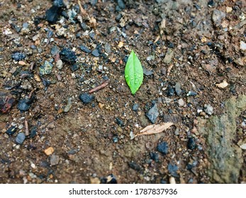 A tiny green leaf with some water drops on land