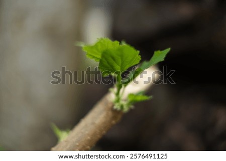 A tiny green leaf is sprouting from a thin branch. The branch is barely visible, and the leaf is the main focus of the image