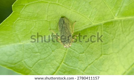 Tiny green leafhopper insect resting on fresh leaf in natural garden macro photography