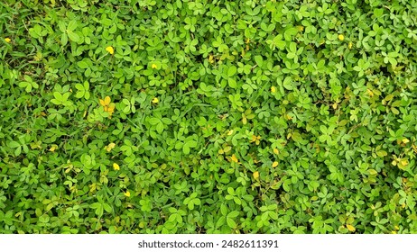 Tiny Green Leaves Background Image
