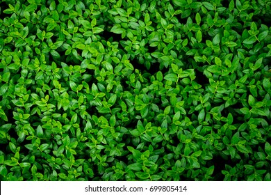 tiny green leaves full background