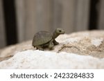Tiny Green Miniature Model Turtle
