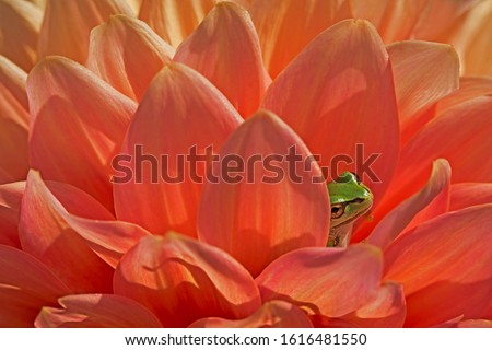 Tiny green Pacific tree frog nestles in the petals of a peach-colored dahlia in summer