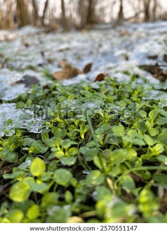Tiny green plants are pushing through the thawing soil, surrounded by patches of melting snow. Sunlight filters through trees, indicating the arrival of spring in a natural setting.