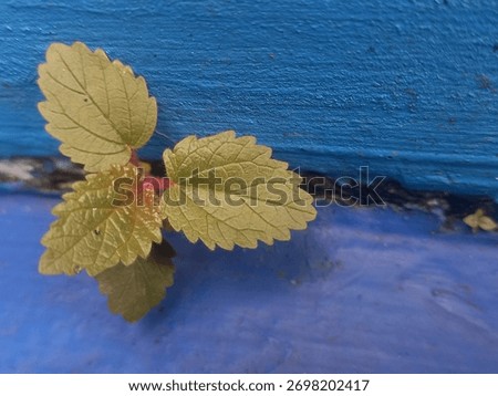 A tiny green seedling with reddish new growth valiantly sprouting from a crack between a textured blue surface, symbolizing resilience and life.