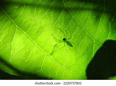 tiny green spider on green leaf close-up macro