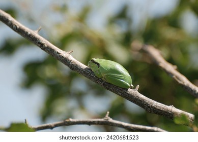 Tiny green tree frog on a twig - Powered by Shutterstock