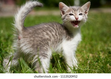      Tiny grey kitten in sunny day                       - Shutterstock ID 1113520952