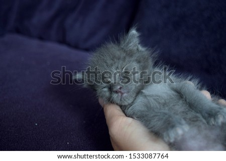 Tiny grey kitten in woman's hand. Orphan bottle runt baby in hands of foster family. Newborn cat with eyes closed.