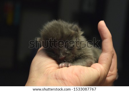 Tiny grey kitten in woman's hand. Orphan bottle runt baby in hands of foster family. Newborn cat with eyes closed.