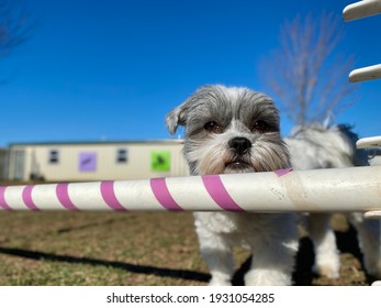 Tiny Grey And White Dog With Cute Face Peeking Over The Agility Jump Bar Outside On A Sunny Day At Fear Free Canine Enrichment Boarding And Training Center 