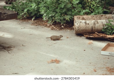 A tiny ground squirrel pauses on a concrete patio surrounded by green foliage, birch log, and scattered pine needles, evoking a casual urban wildlife encounter.