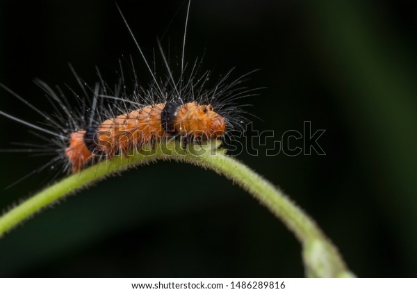 Tiny Hairy Orange Caterpillar 2 Black Stock Photo Shutterstock