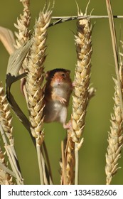 Tiny Harvest Mouse