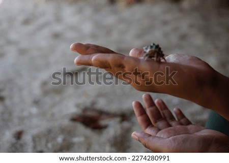 Tiny hermit crab in shell on woman's hand