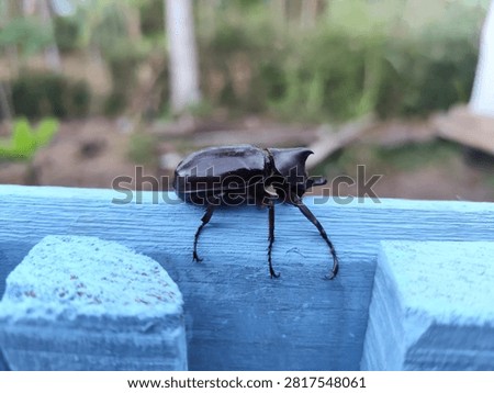 a tiny horned beetle with long legs perched on the blue fence.