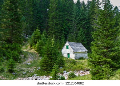 tiny house in a mountain spruce forest