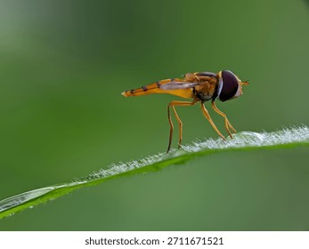 A tiny hoverfly with distinct yellow and black stripes rests delicately on a dew-kissed blade of green grass in nature