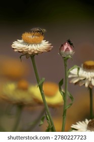 A tiny hoverfly perched atop a blooming strawflower, surrounded by soft blurred blossoms and warm natural tones, showcasing the quiet beauty of a flourishing garden ecosystem. The picture was taken in August 2025 in Bangladesh.
