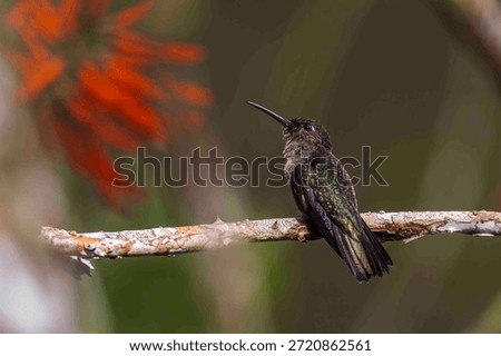 A tiny hummingbird is sitting on a tree branch