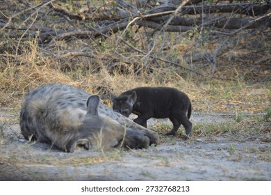 A tiny hyena cub cautiously explores the dry ground beside its sleeping mother in the African savanna.