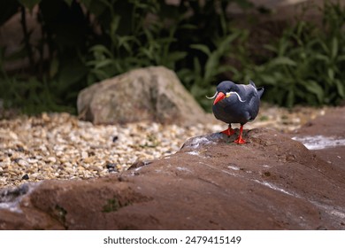 A tiny inca tern bird perched on a rock by water