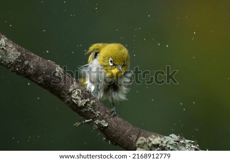 Tiny  Indian White Eye bird trying to dry its feathers after bath to counter the Summer in a water pool created by the last night rain.