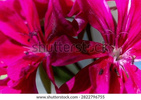 A tiny insect crawls on a vibrant pink flower petal, highlighting the intricate details of nature.