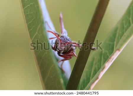 Tiny insect perched on a single blade of grass