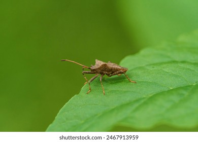 A tiny insect perches delicately on a vibrant green leaf, showcasing the intricate beauty of nature up close in this striking macro photograph - Powered by Shutterstock