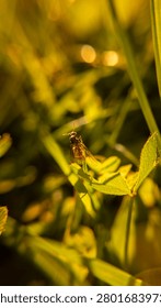 Tiny Insect Resting on Leaf in Golden Sunset Light. Macro photograph of a tiny insect resting on a leaf in warm sunset light. Golden tones and soft bokeh create a peaceful and atmospheric nature scene.