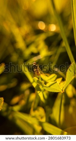 Tiny Insect Resting on Leaf in Golden Sunset Light. Macro photograph of a tiny insect resting on a leaf in warm sunset light. Golden tones and soft bokeh create a peaceful and atmospheric nature scene.