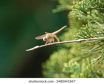Tiny insect resting on twig against trees - Powered by Shutterstock