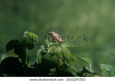 a tiny insect stading on top of vegetation