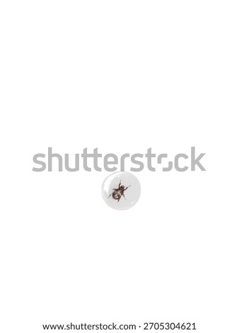 Tiny insect trapped in a reflective transparent bubble on a pure white background.