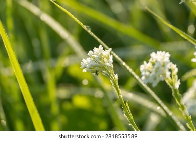 A tiny insect visits a cluster of small white yarrow flowers glowing in warm sunlight. Delicate grass blades frame the blossom in this close macro nature scene.