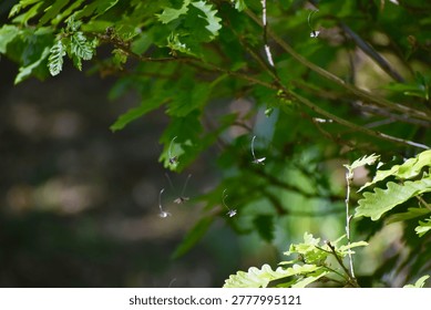 Tiny insects drift through sunlit oak branches, their fine trailing threads catching the light and creating a fleeting, dreamlike moment suspended in the stillness of the woodland air.