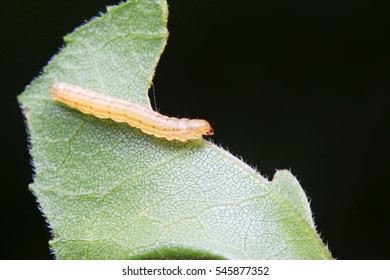 tiny insects on plant in the wild