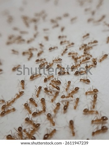 Tiny invaders: Ants having a feast on the table