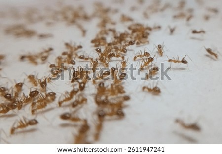 Tiny invaders: Ants having a feast on the table