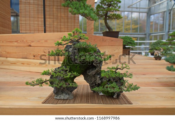 Tiny Japanese Bonsai Trees Stock Photo Edit Now