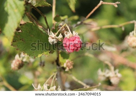 Tiny, jucy, ripe, red raspberry