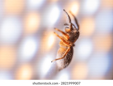 A tiny jumping spider clings to a transparent glass surface, illuminated by warm natural light with a beautifully blurred background.